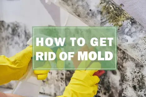 How to Get Rid of Mold in Your Home