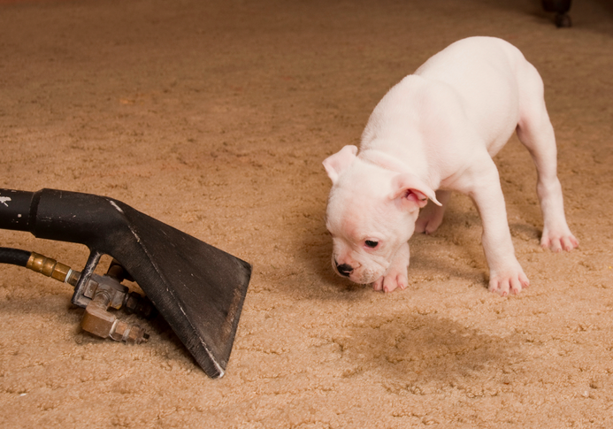 Remove Puppy Stains from your carpet