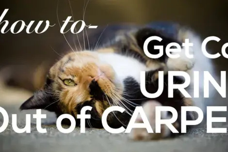 How to Remove Cat Urine from Carpet