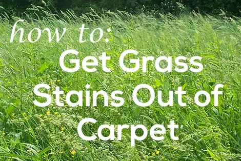 how to get grass stains out of carpet