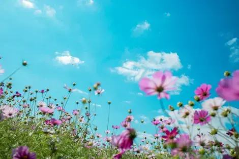 A field of purple petaled flowers set against a blue sky.