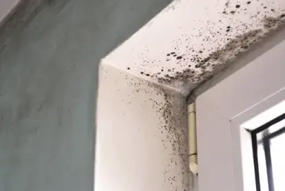 5 Reasons For Using a Professional Mold Remediation Service