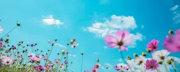 A field of purple petaled flowers set against a blue sky.