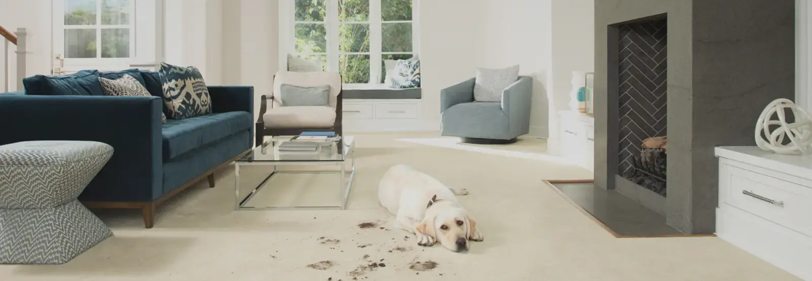 dog laying on carpet with muddy pawprints