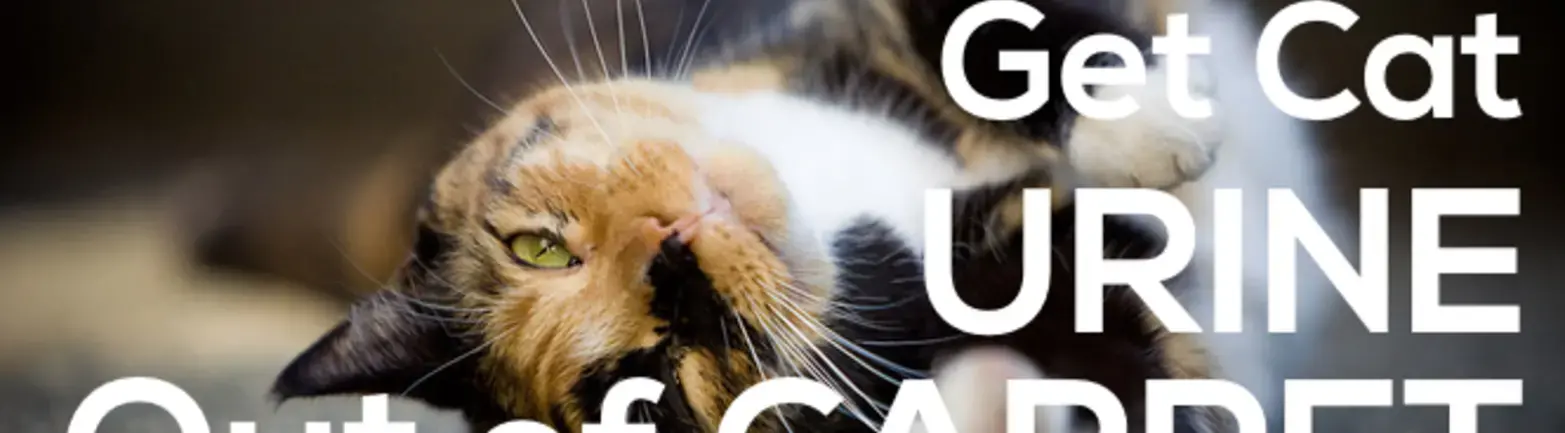 How to get cat pee off carpet online
