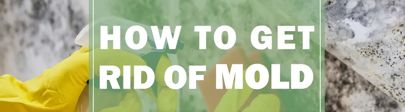 How to Get Rid of Mold