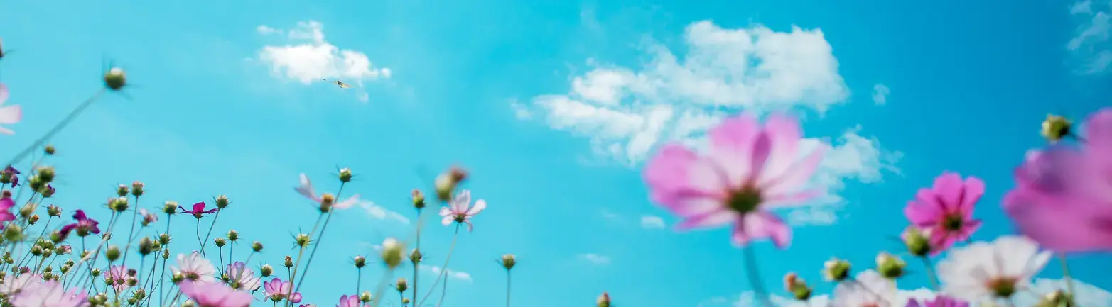 A field of purple petaled flowers set against a blue sky.