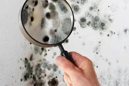 Call local mold specialists COIT if you find black mold spores in your home