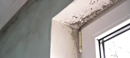 5 Reasons For Using a Professional Mold Remediation Service