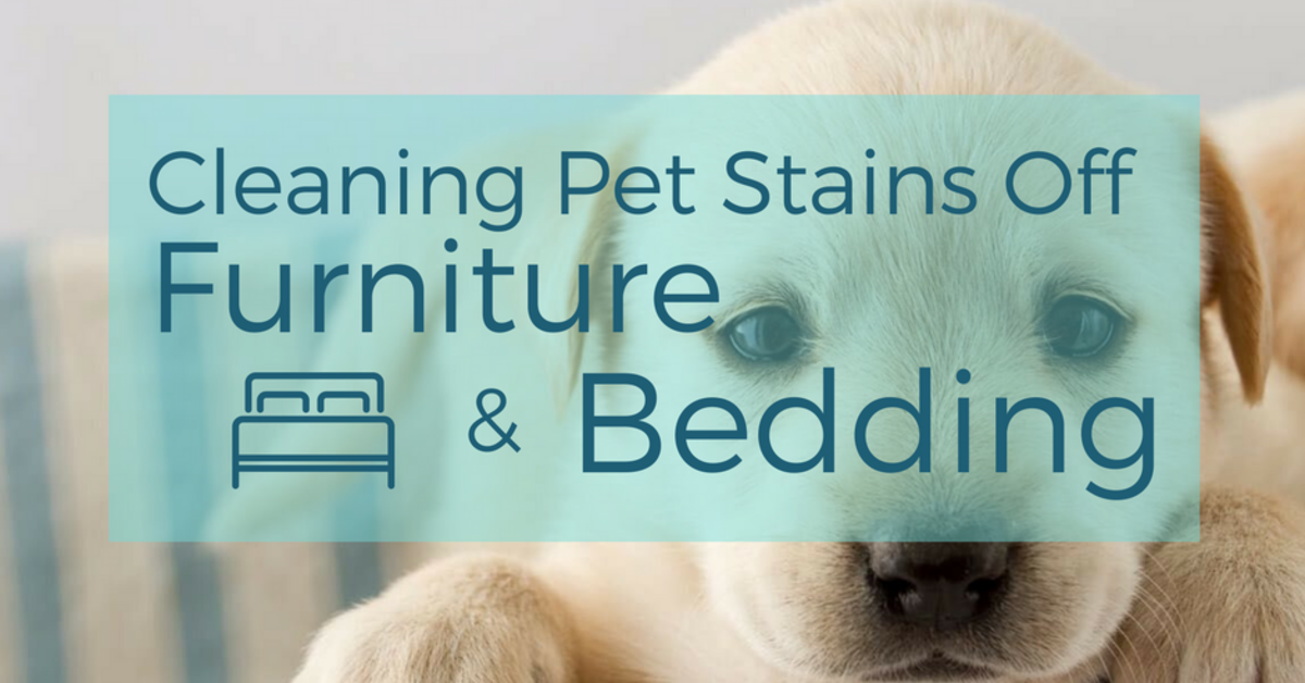 Cleaning Pet Stains Off Furniture and Bedding | COIT