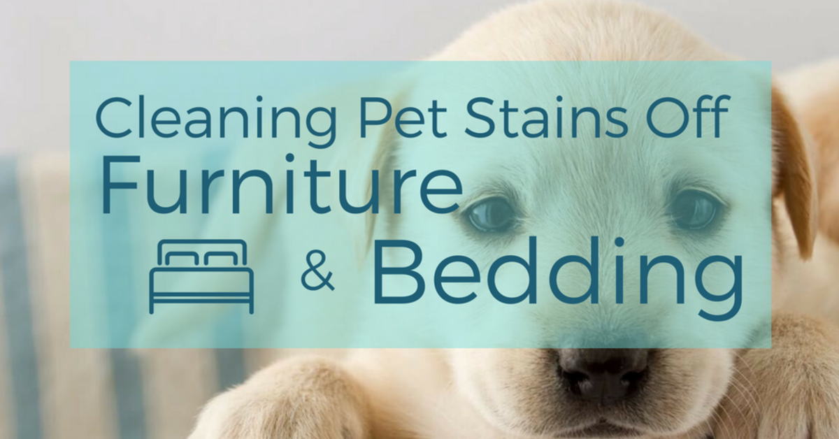 Pet stains 2025