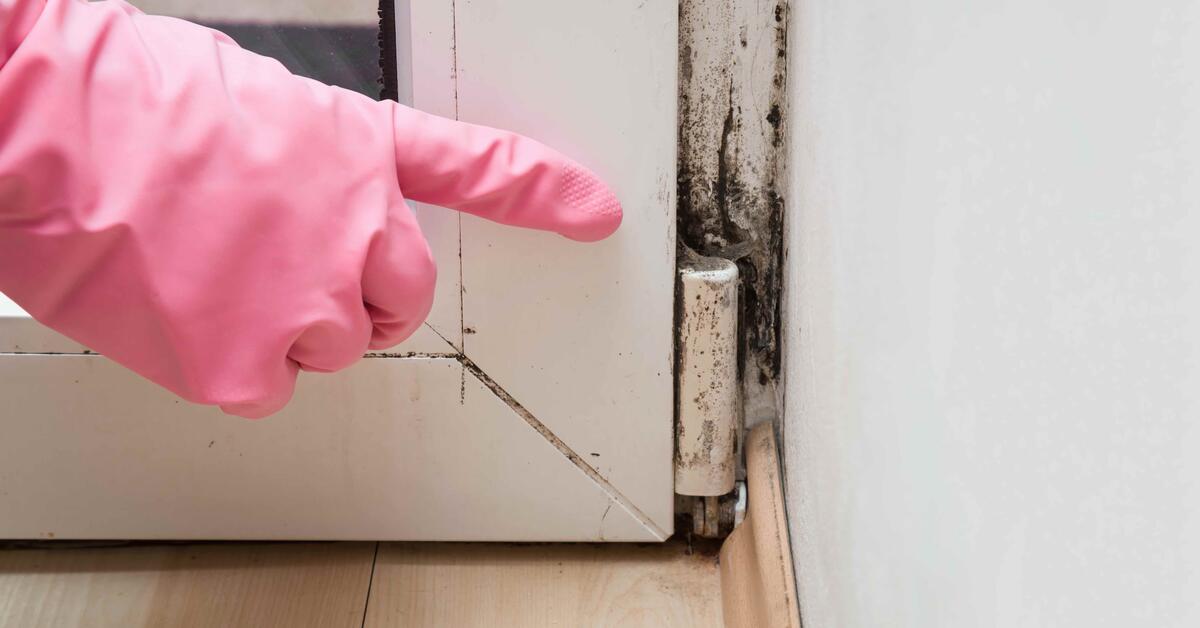 Mold Remediation Champaign Il