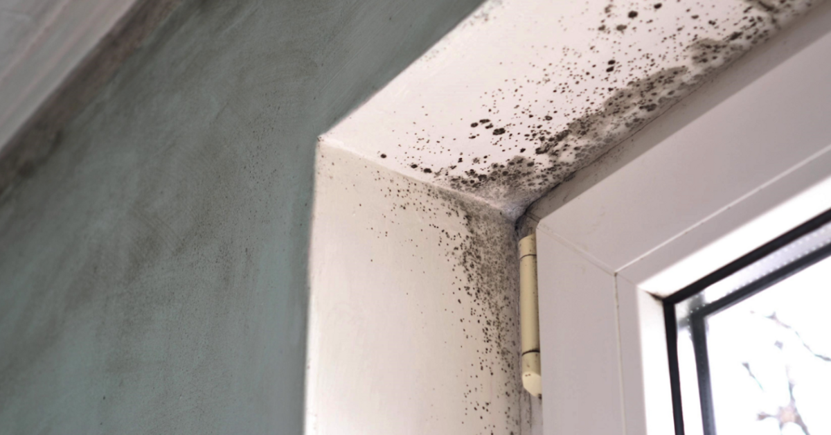 A1 Mold Remediation Boston