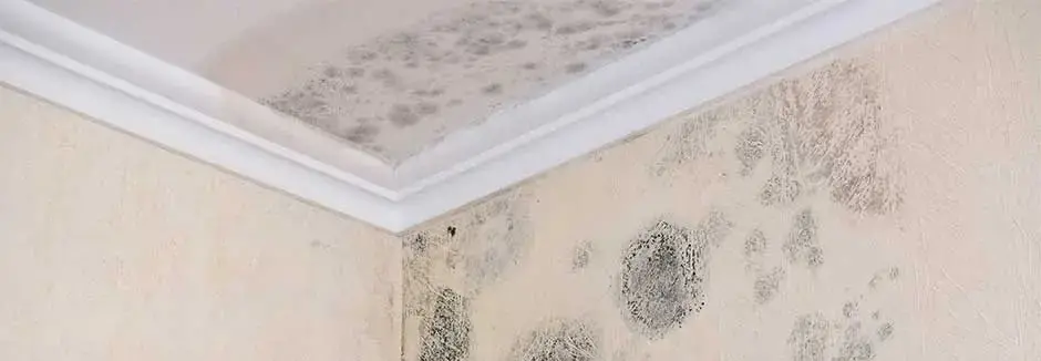 Inspect Mold
