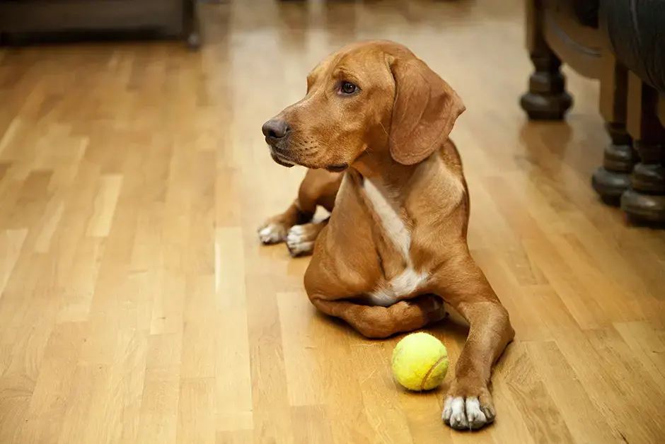 Dog on Wood Floor with Ball