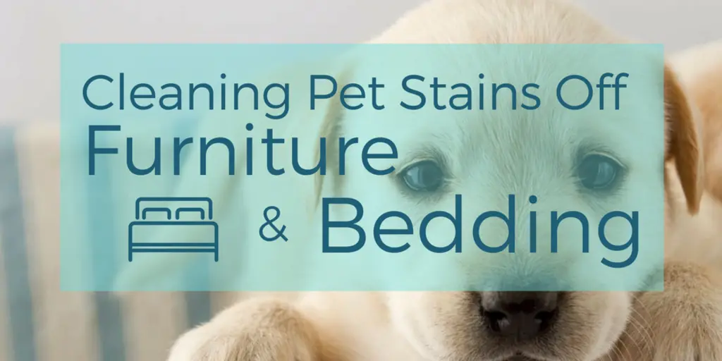Best way to clean pet stains clearance