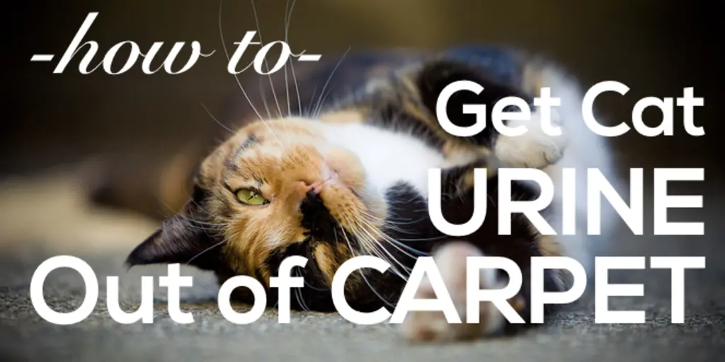 How to get cat shop pee out of the carpet
